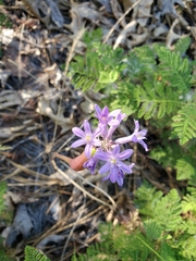 Dichelostemma multiflorum