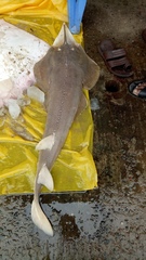 Glaucostegus younholeei