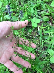 Luzula pilosa