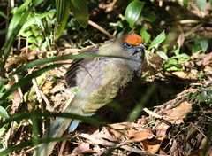 Coua reynaudii