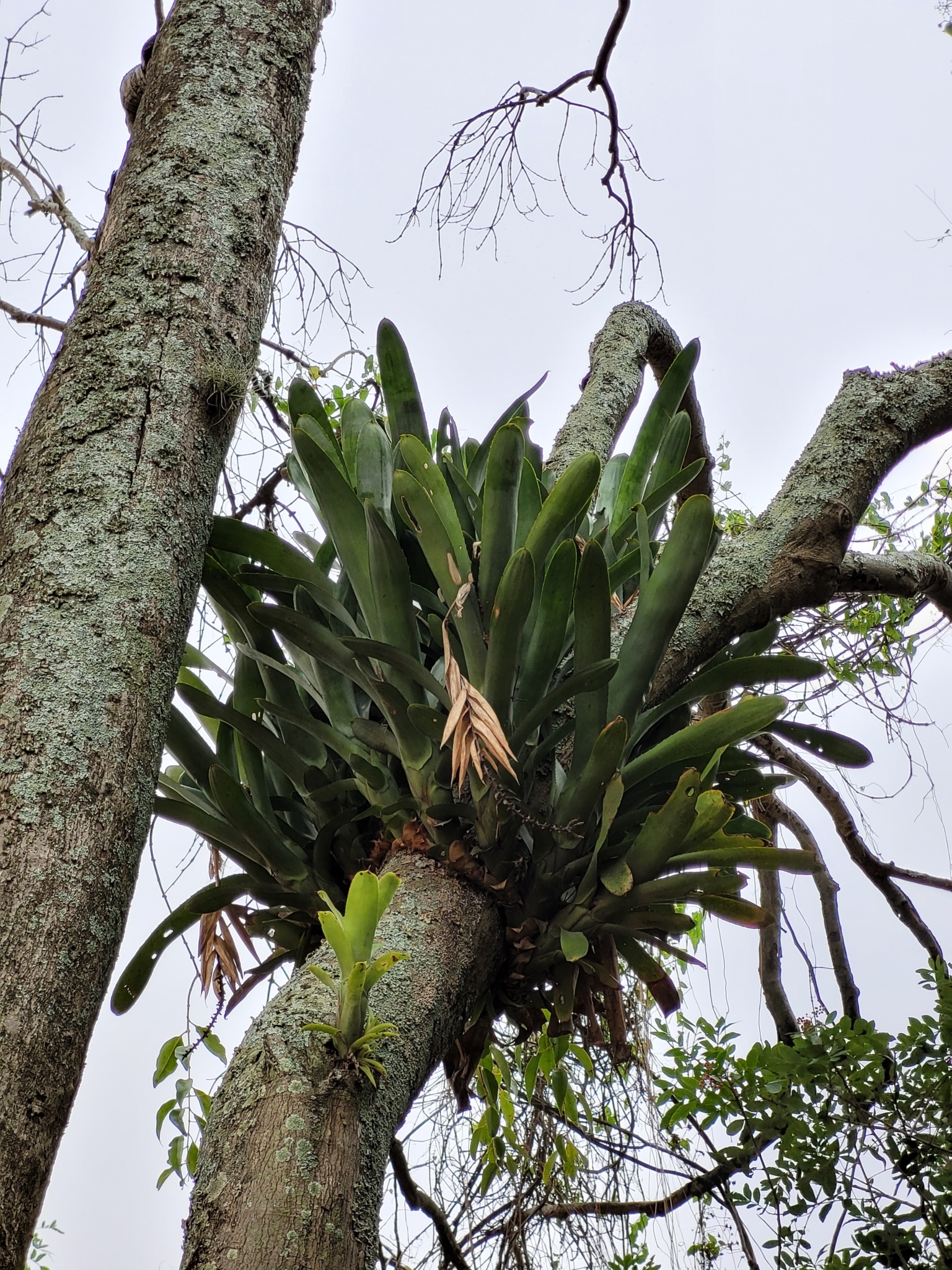 Aechmea nudicaulis