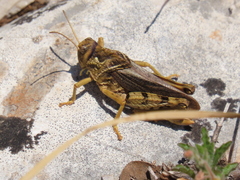 Prionotropis ancosae