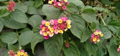 Lantana