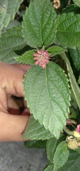 Lantana