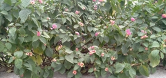 Lantana