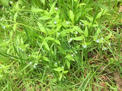Myosotis sparsiflora