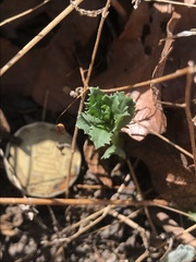 Baccharis pteronioides