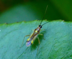 Campyloneura virgula