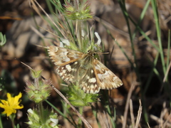 Muschampia lavatherae
