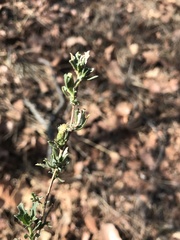 Baccharis pteronioides