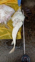 Glaucostegus younholeei