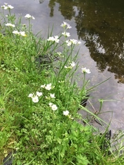 Cardamine dentata