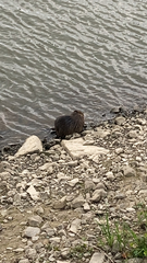 Myocastor coypus