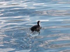Fulica atra