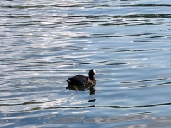 Fulica atra