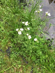 Cardamine dentata