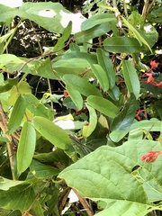 Cryptolepis sinensis