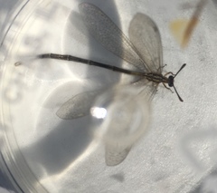 Brachynemurus