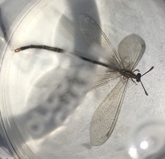 Brachynemurus