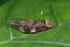 Ptyelinellus praefractus