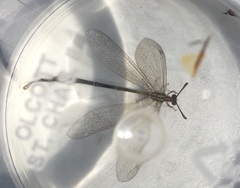 Brachynemurus