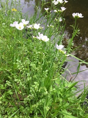 Cardamine dentata