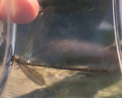 Brachynemurus