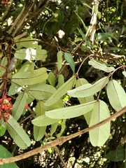 Cryptolepis sinensis