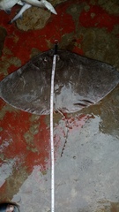 Gymnura poecilura