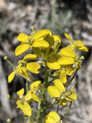 Erysimum perenne