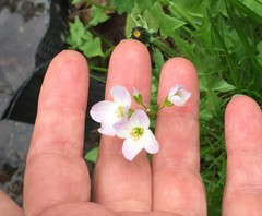 Cardamine dentata