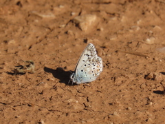 Polyommatus hispana