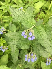 Symphytum caucasicum
