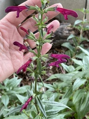 Salvia pentstemonoides