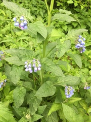Symphytum caucasicum
