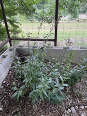 Salvia pentstemonoides
