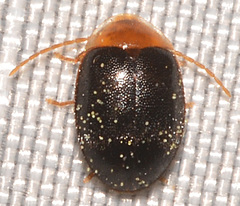 Sacodes thoracica