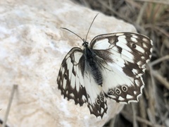 Melanargia