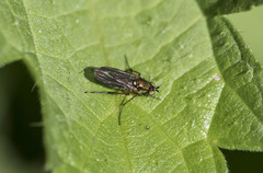 Diptera