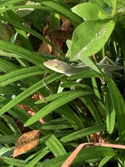 Anolis carolinensis