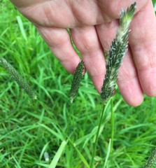 Alopecurus pratensis