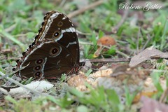 Morpho helenor achillides