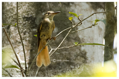 Onychorhynchus coronatus