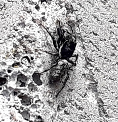 Salticus zebraneus