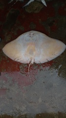 Gymnura poecilura