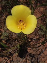 Calochortus aureus