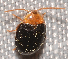 Sacodes thoracica
