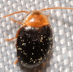 Sacodes thoracica