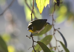 Zosterops maderaspatanus