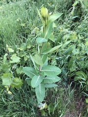 Apocynum cannabinum